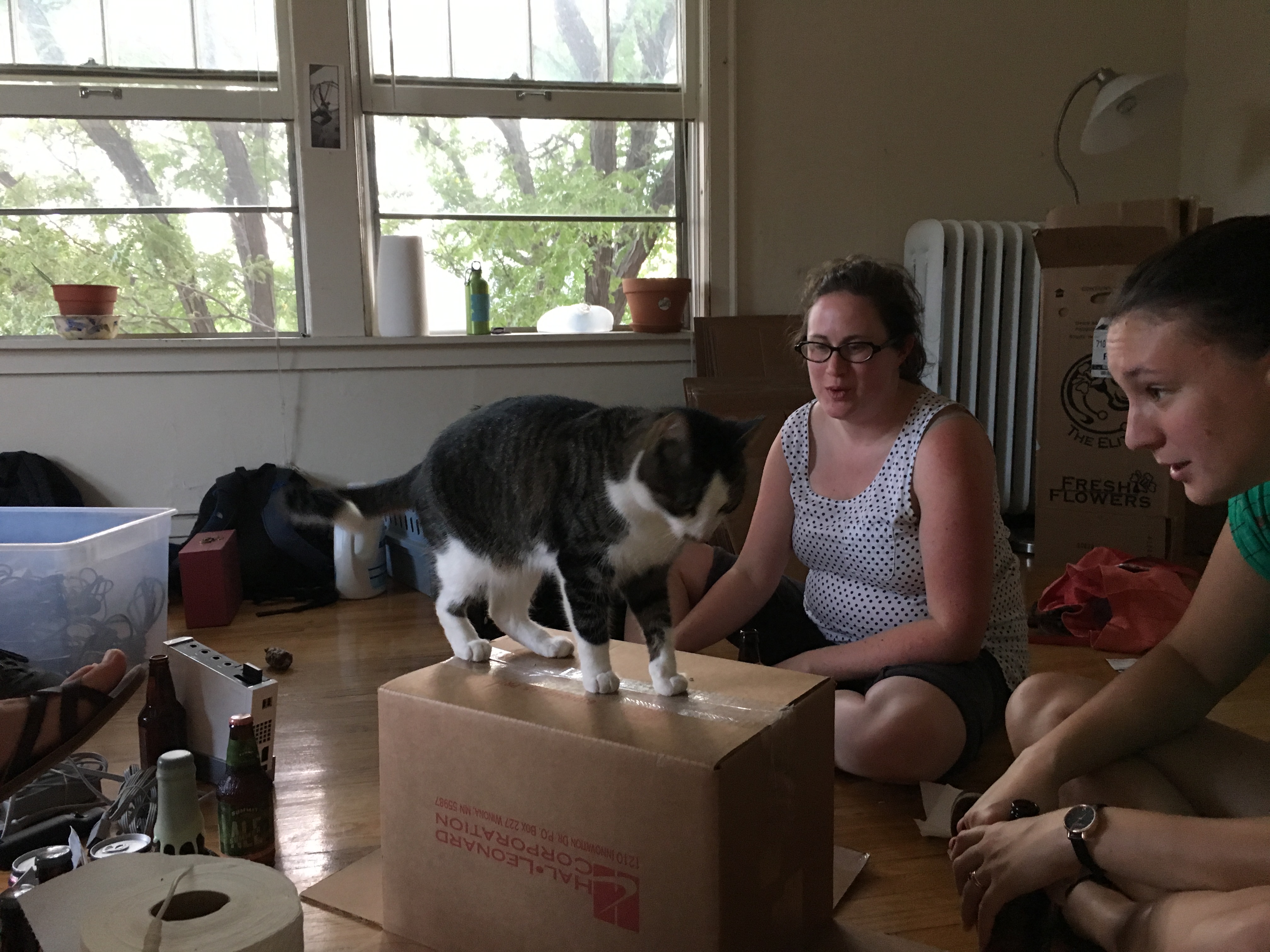 cat on a cardboard box